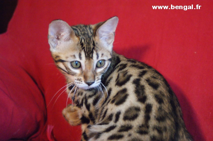 femelle BENGAL